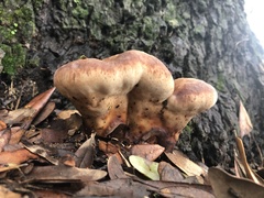 Berkcurtia persicina