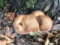 Berkcurtia persicina