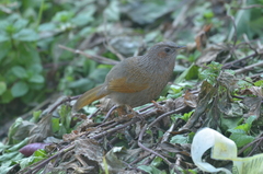 Trochalopteron lineatum