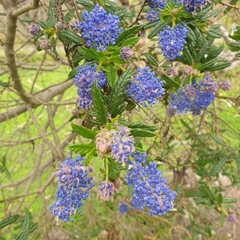Ceanothus papillosus