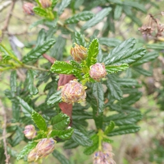 Ceanothus papillosus