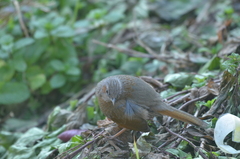 Trochalopteron lineatum