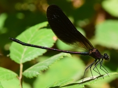 Calopteryx haemorrhoidalis