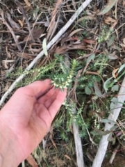 Melichrus urceolatus