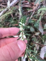 Melichrus urceolatus