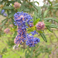 Ceanothus papillosus