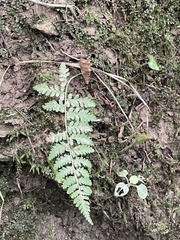 Woodsiaceae