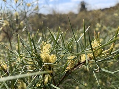 Grevillea triternata