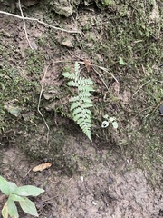 Woodsiaceae