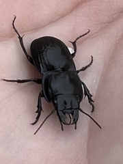 Pasimachus elongatus