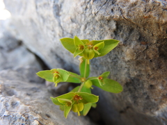 Euphorbia taurinensis