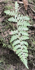 Woodsiaceae