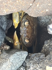 Geograpsus crinipes