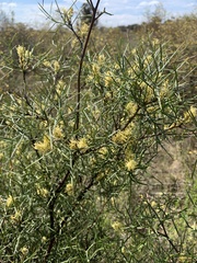 Grevillea triternata