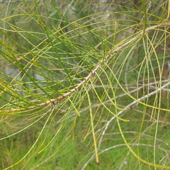 Casuarina