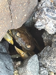 Geograpsus crinipes