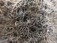 Pseudephebe pubescens