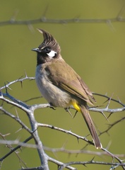 Pycnonotus leucogenys