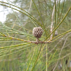 Casuarina