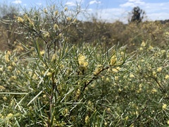 Grevillea triternata
