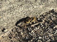 Geograpsus crinipes