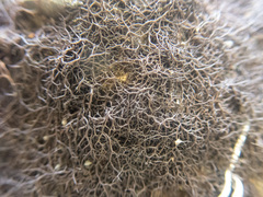 Pseudephebe pubescens