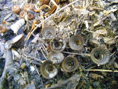 Cyathus stercoreus