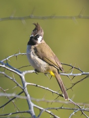 Pycnonotus leucogenys