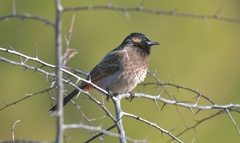 Pycnonotus cafer
