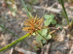 Cyperus