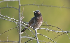 Pycnonotus cafer