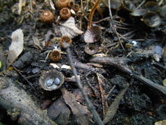 Cyathus stercoreus