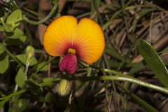 Isotropis cuneifolia