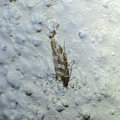 Scythris trivinctella