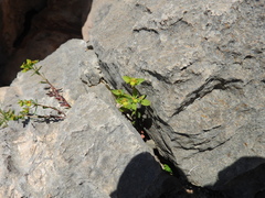 Euphorbia taurinensis