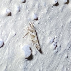 Scythris trivinctella
