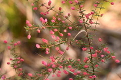Boronia ledifolia