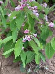 Apocynum androsaemifolium