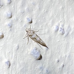 Scythris trivinctella
