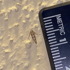 Scythris trivinctella