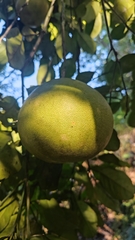 Citrus maxima