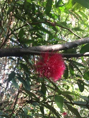 Syzygium wilsonii