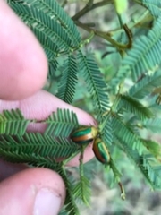 Calomela parilis