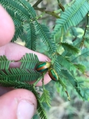 Calomela parilis