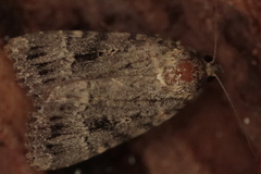 Amphipyra pyramidea