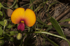 Isotropis cuneifolia