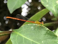 Ceriagrion auranticum