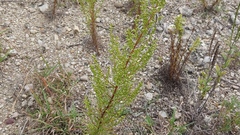 Artemisia campestris caudata