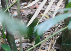 Ailuroedus maculosus