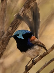 Malurus lamberti